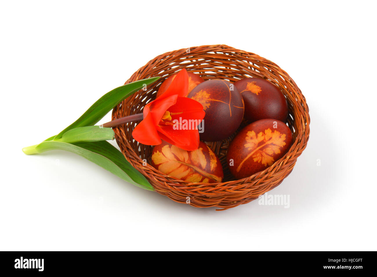 basket of Easter eggs decorated with fresh leaves and boiled in onion peels and tulip on white background Stock Photo