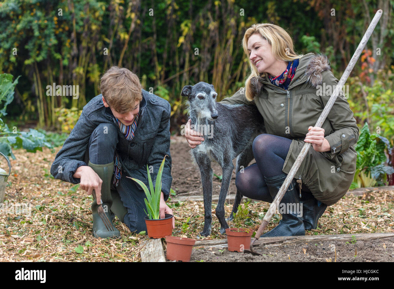 Happy smiling mother and teenage son, male boy child and woman gardening in a garden vegetable patch with their pet dog Stock Photo