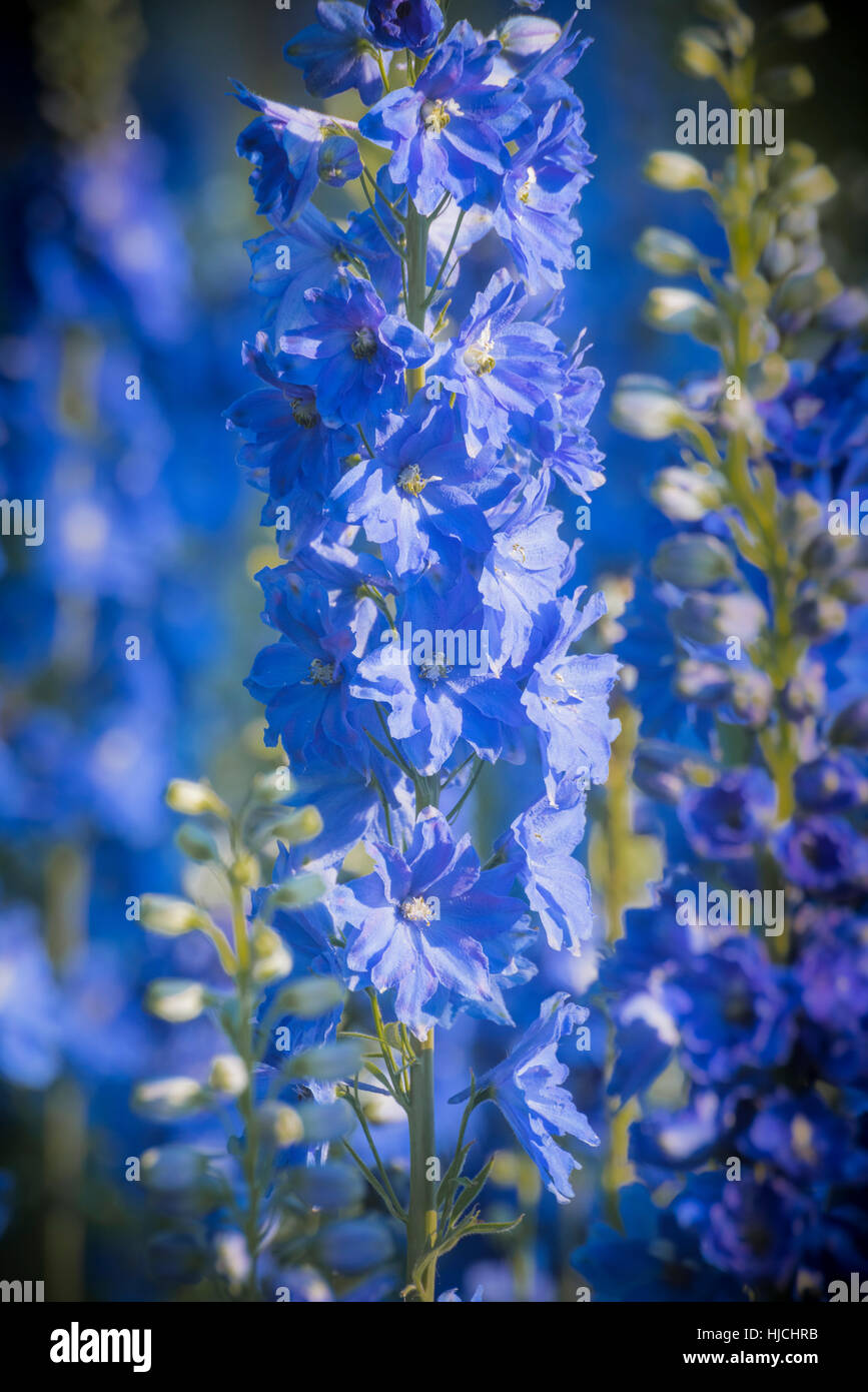 Blue larkspur hi-res stock photography and images - Alamy