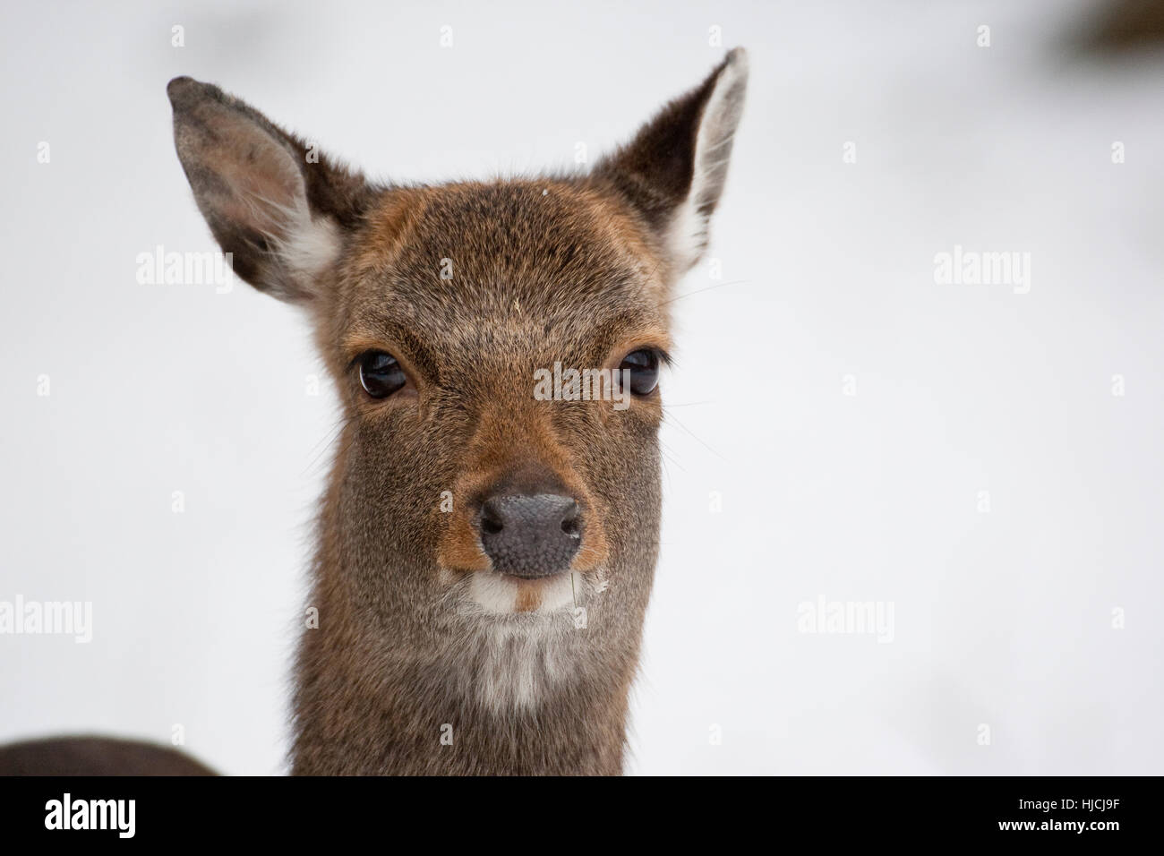 A deer / 鹿 Sika deer / spotted deer / Japanese deer (Cervus nippon