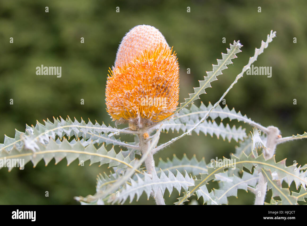 Woolly Orange Banksia - Banksia victoriae Stock Photo