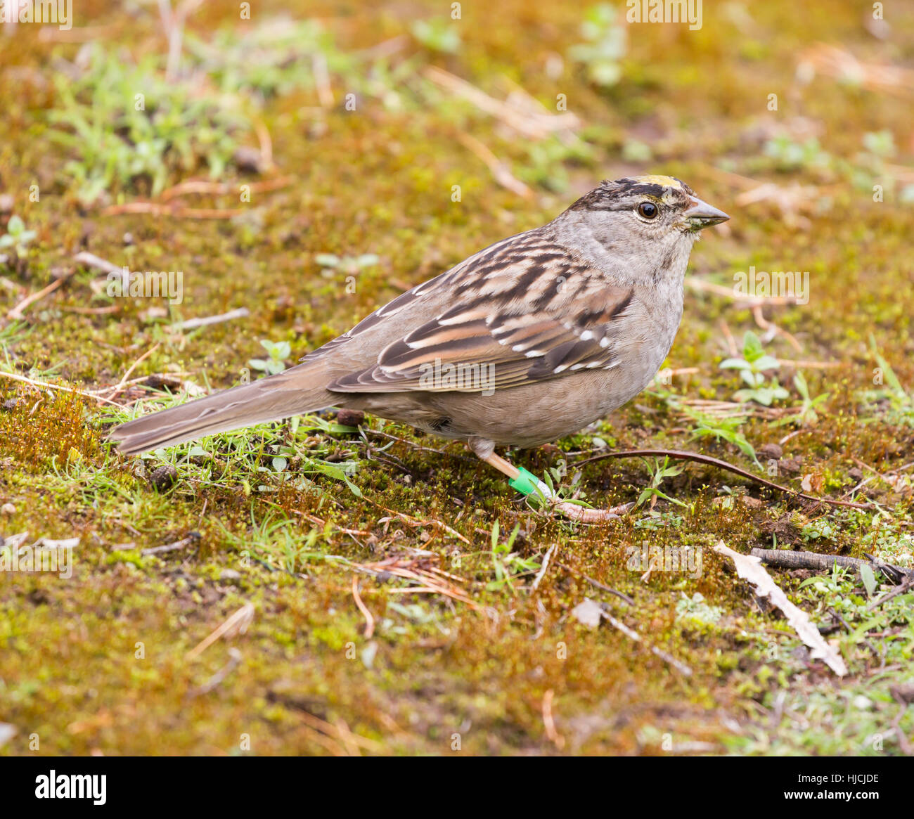 Golden-crowned Sparrow - Zonotrichia atricapilla Stock Photo