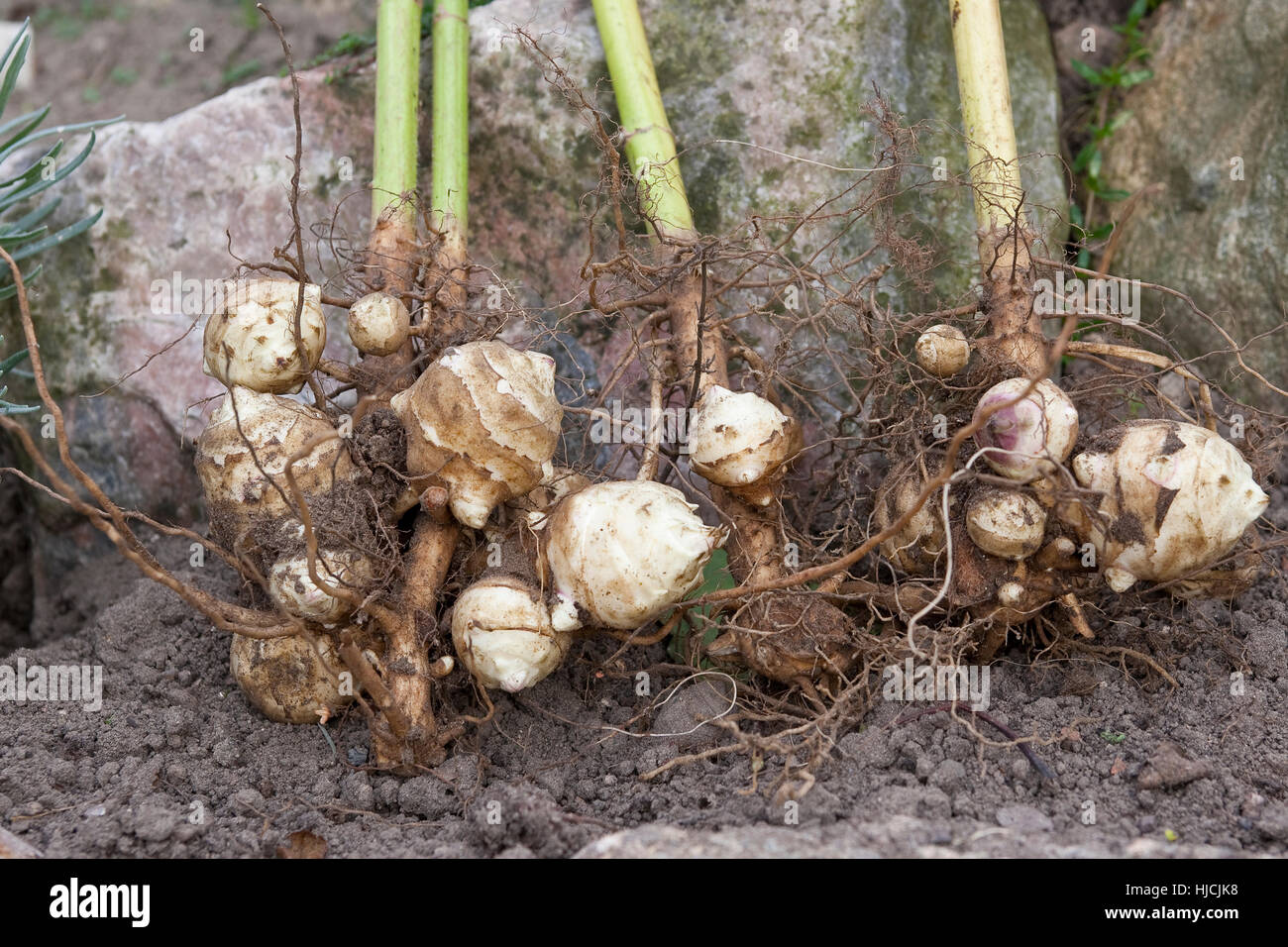 Topinambur Knollen Topinambur Knollen Wurzel Erdbirne Erd Birne Indianerknolle Jerusalem Artischocke Ross Erdapfel Erdartischocke Erdschocke Stock Photo Alamy