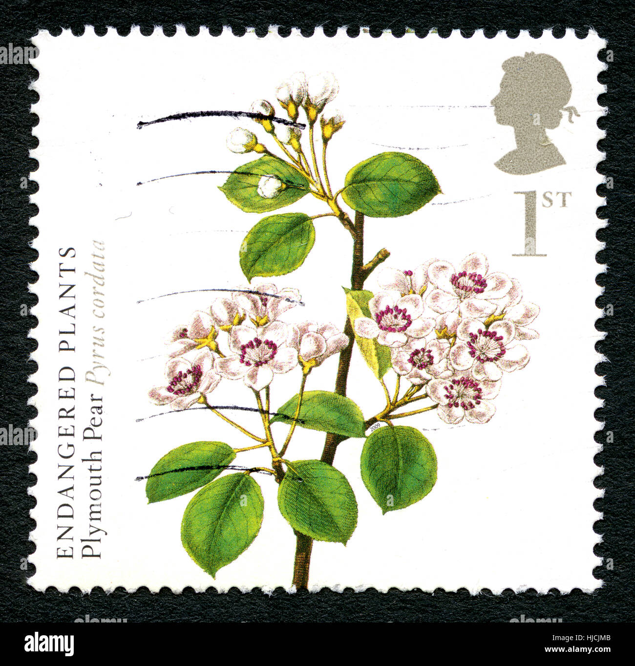 GREAT BRITAIN - CIRCA 2009: A used postage stamp from the UK, depicting an illustration of a Plymouth Pear plant (Pyrus Cordata) - commemorating endan Stock Photo