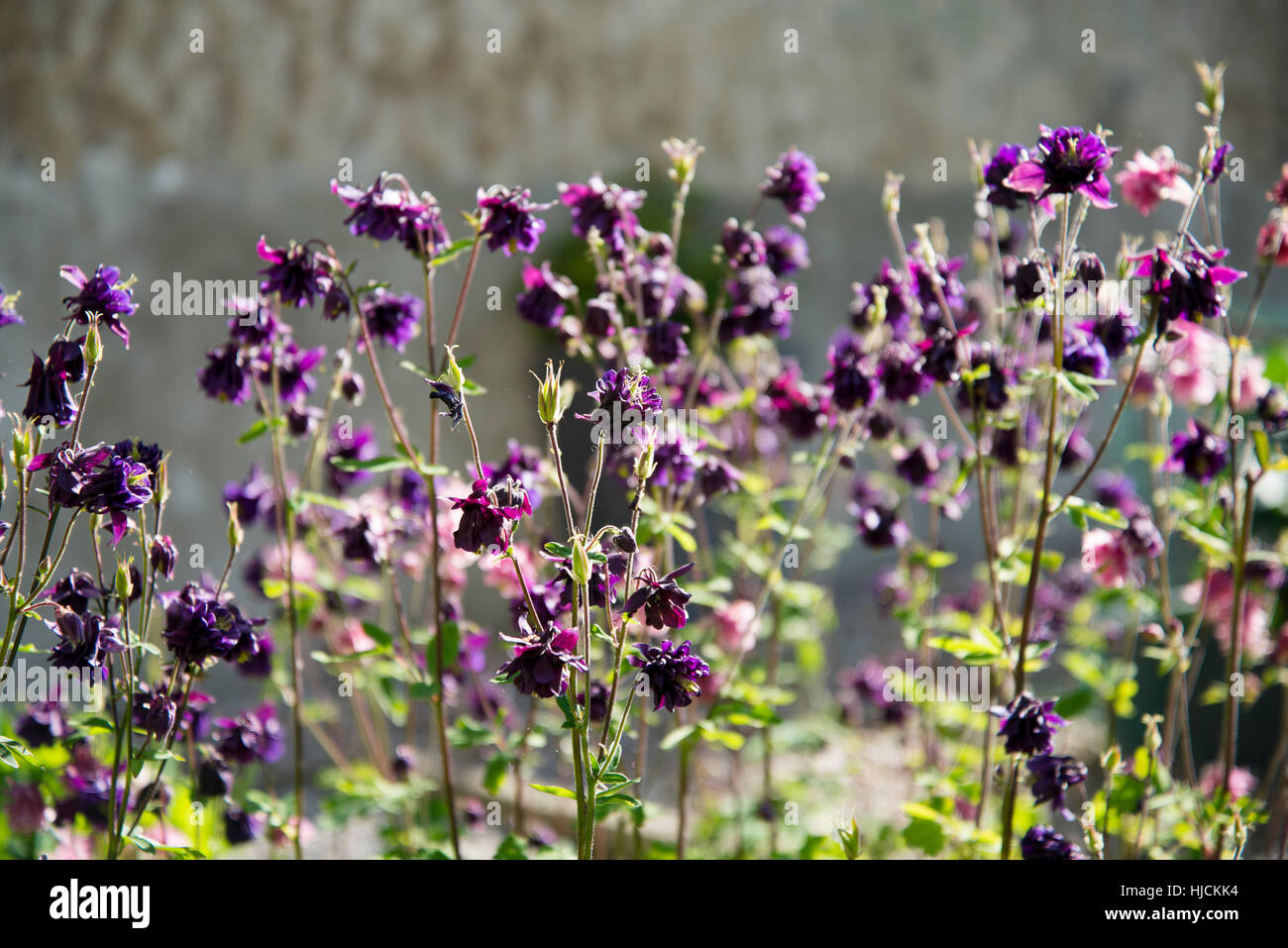 Aquilegia or Columbine in flower. Stock Photo
