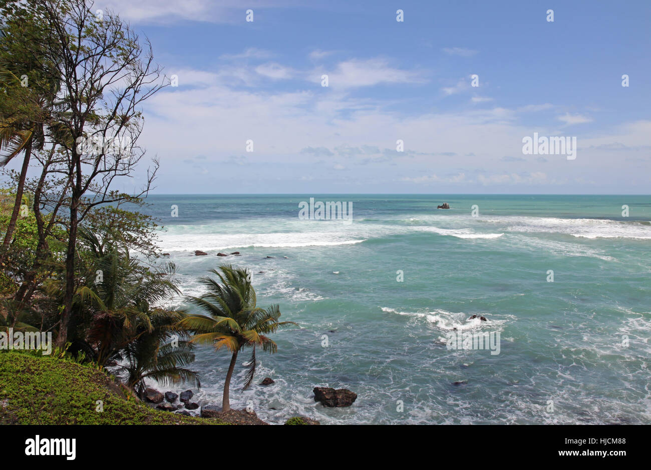 palms, caribbean, palmtrees, matelot bay, grande riviere, nordkste