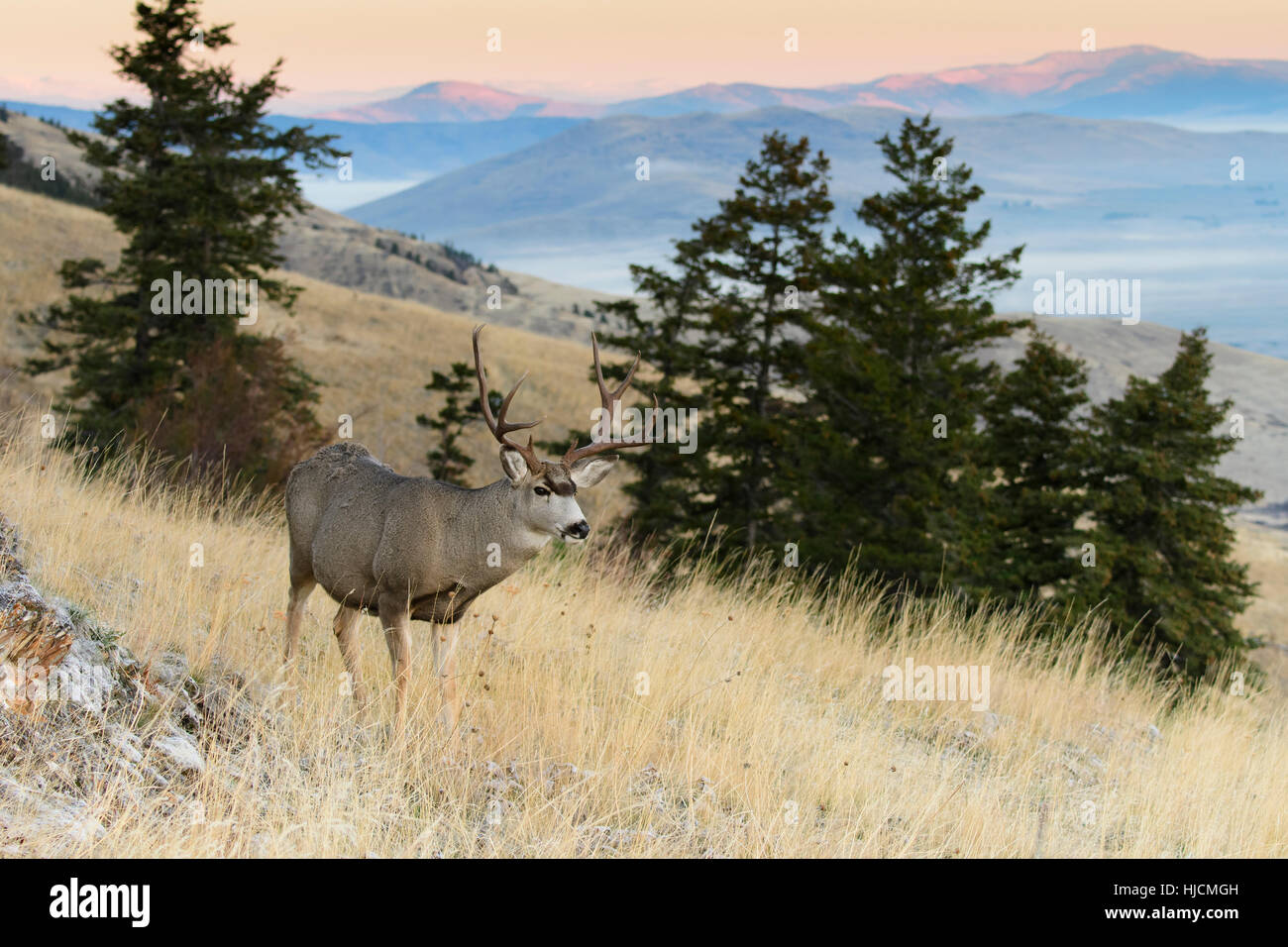 Mule Deer Buck (Odocoileus hemionus), Western North America Stock Photo