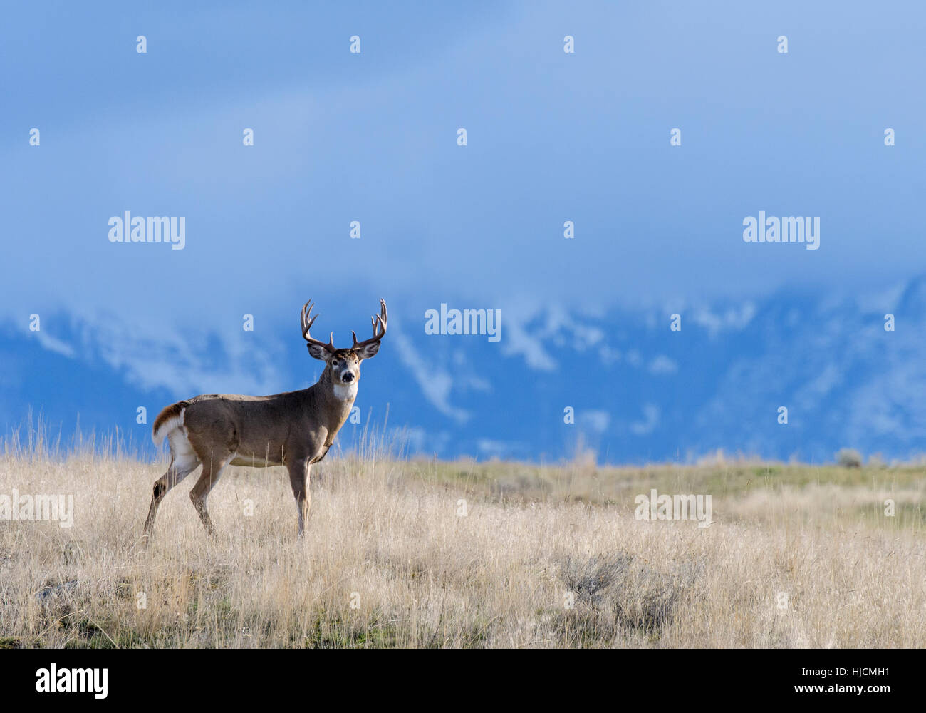 White-tail Buck (Odocoileus virginianus) in front of cloud covered mountains, Western North America Stock Photo