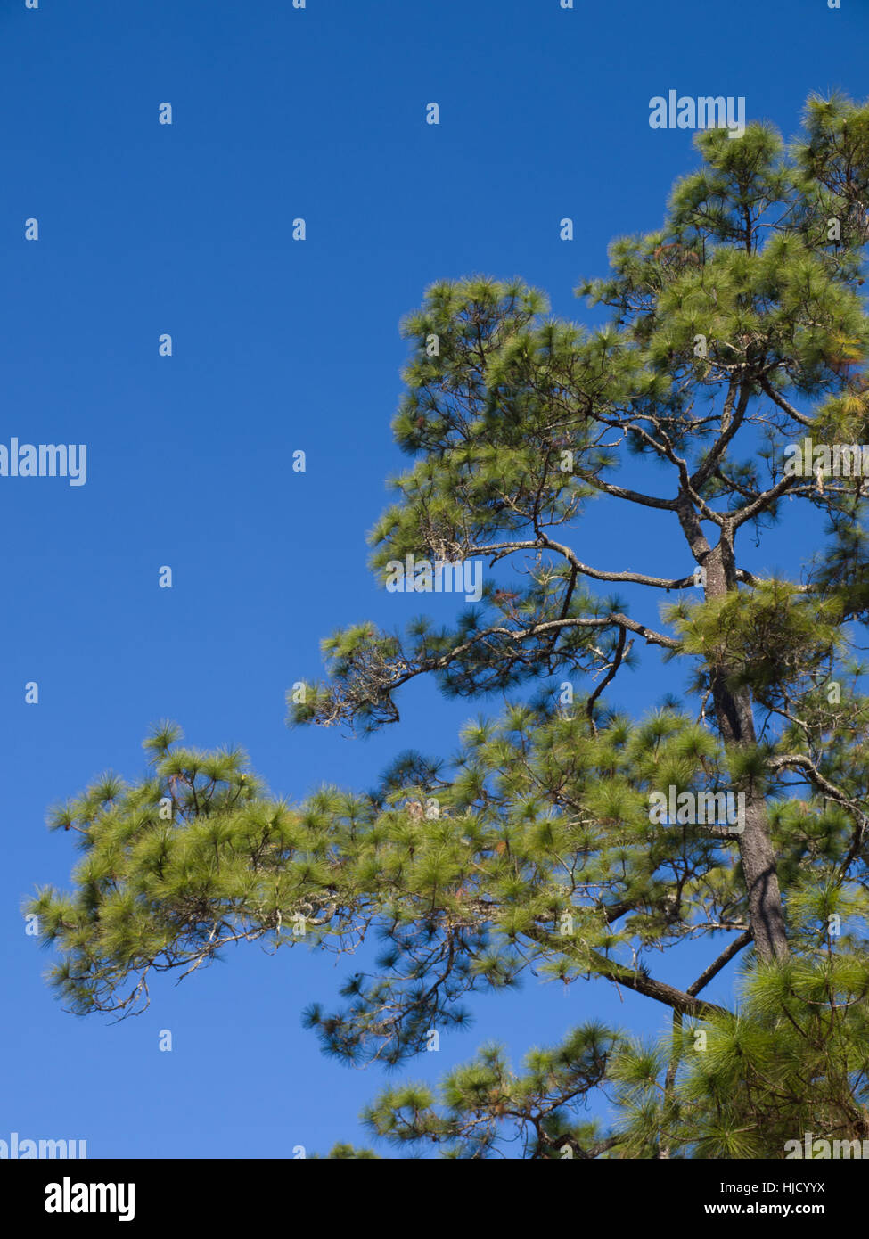 beautiful, beauteously, nice, leaf, environment, enviroment, tree ...