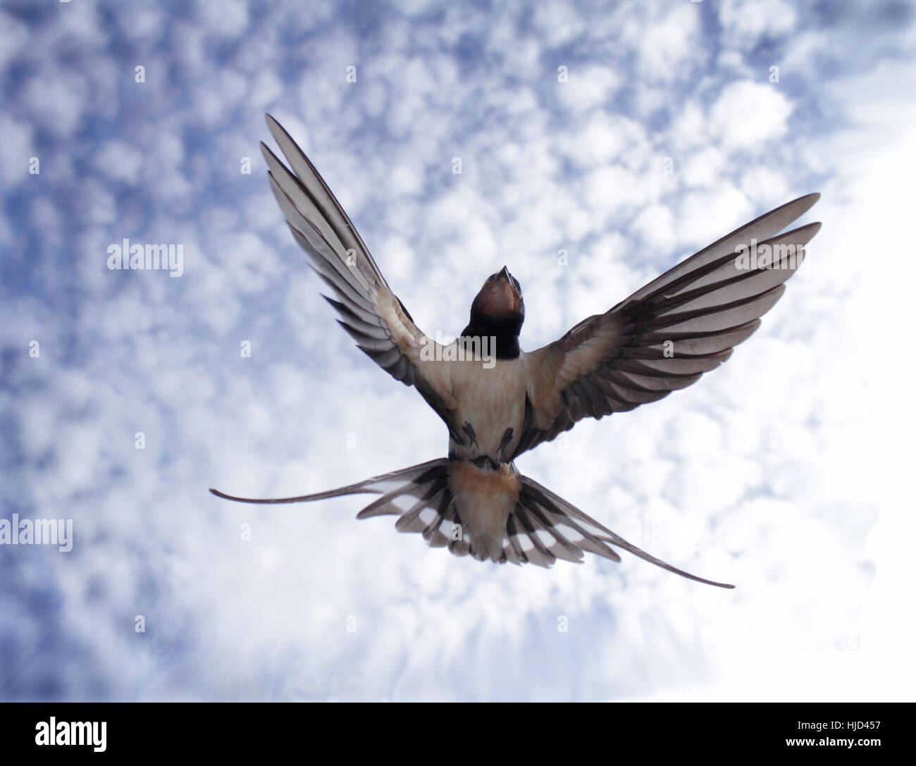 barn swallow in flight Stock Photo - Alamy