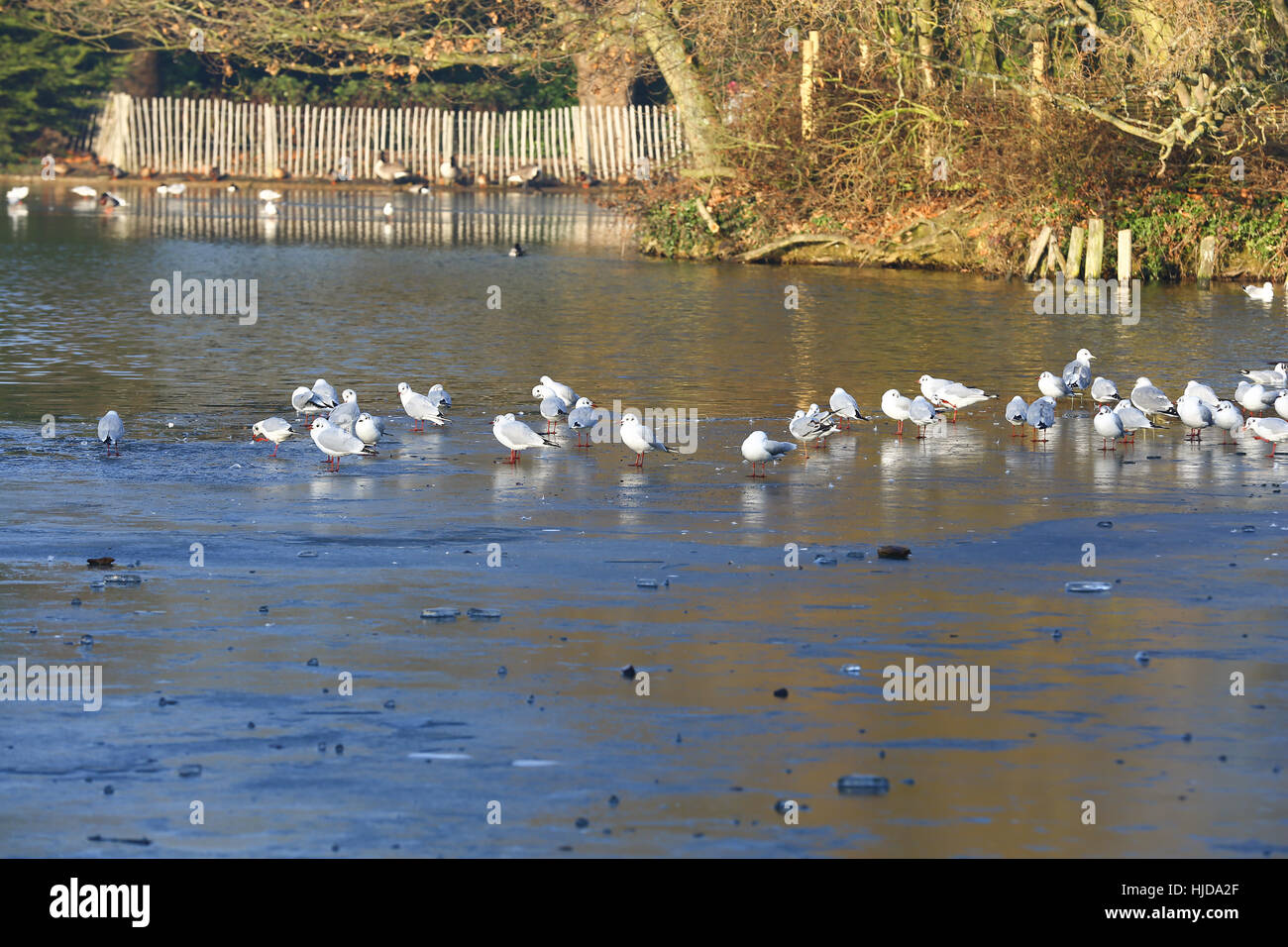 Alexandra Palace, North London, UK. 24th Jan, 2017. Seagulls on a frozen lake at Alexandra Palace, North London, following another night of freezing temperatures. Credit: Dinendra Haria/Alamy Live News Stock Photo