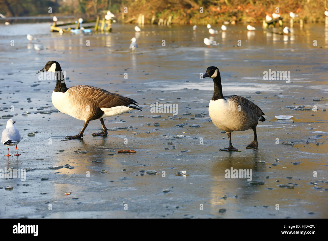 Alexandra Palace, North London, UK. 24th Jan, 2017. Ducks walk on a frozen lake at Alexandra Palace, North London, following another night of freezing temperatures. Credit: Dinendra Haria/Alamy Live News Stock Photo