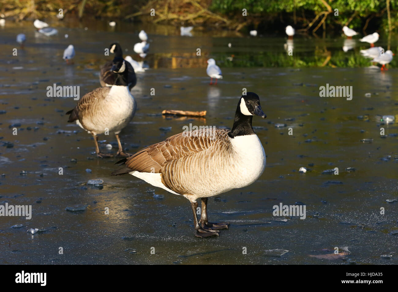 Ducks walk on a frozen lake at Alexandra Palace, North London, following another night of freezing temperatures. Credit: Dinendra Haria/Alamy Live News Stock Photo