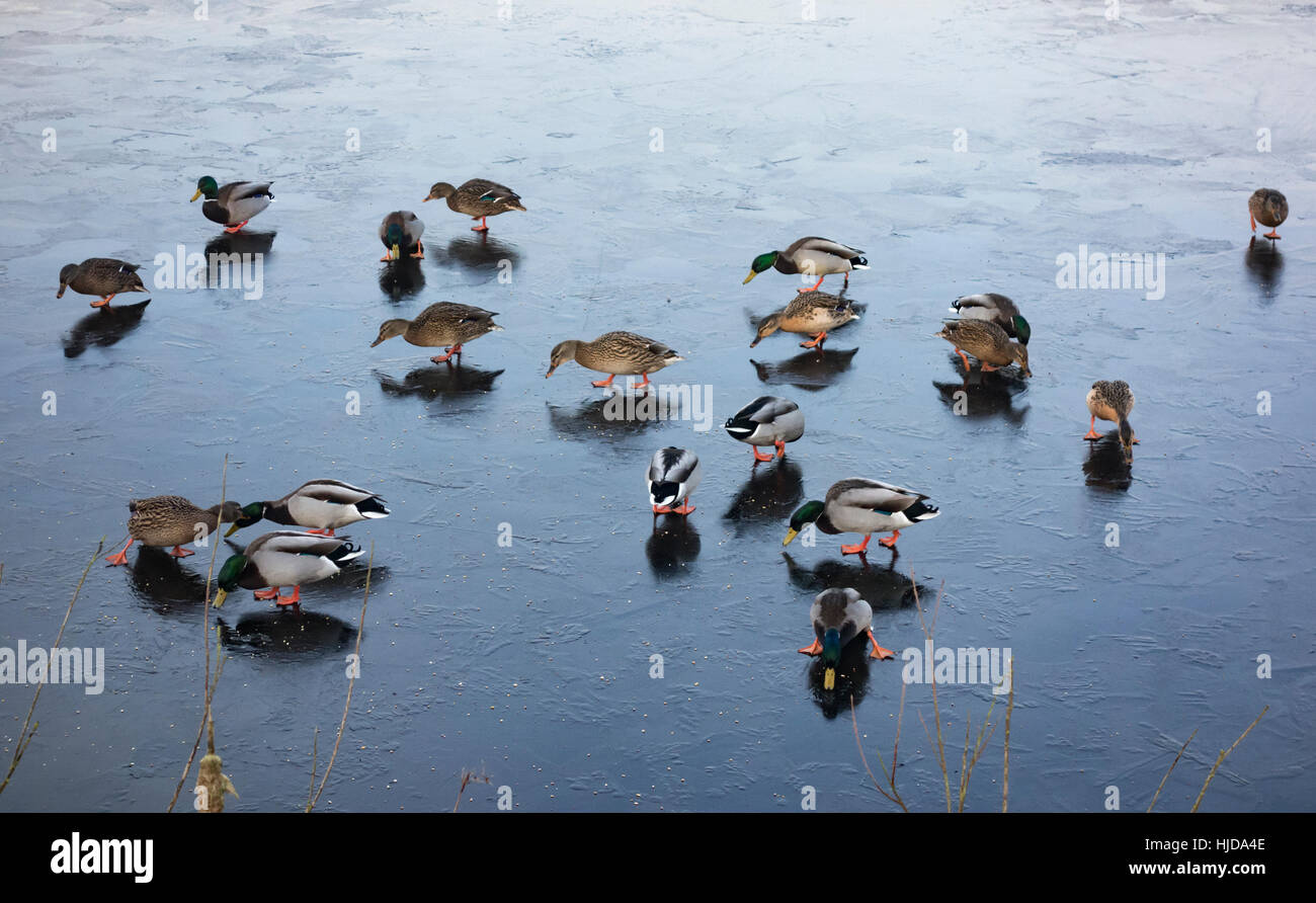 Ducks on a frozen lake/pond. UK Stock Photo