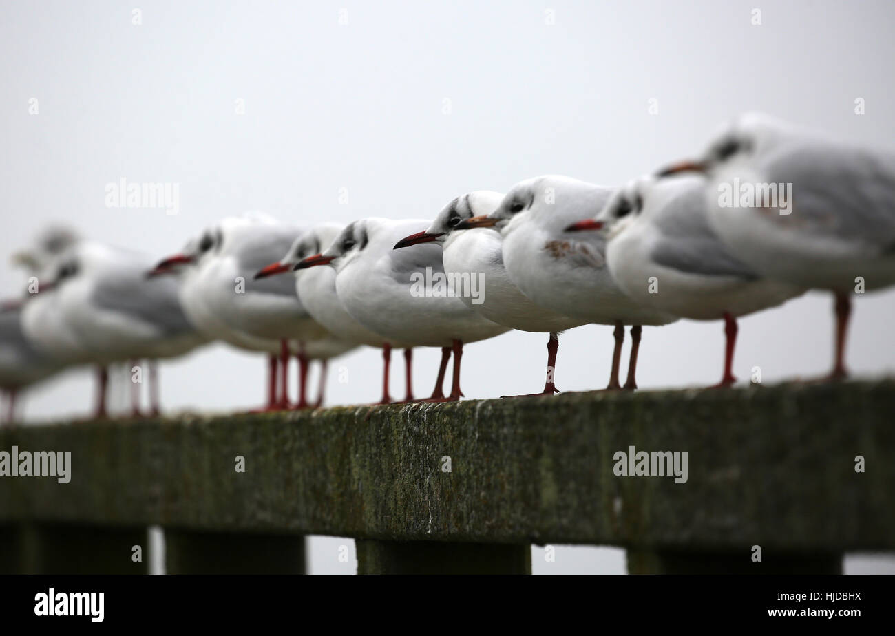 Ribnitz-Damgarten, Germany. 24th Jan, 2017. A row of seagulls sit tight together in Ribnitz-Damgarten, Germany, 24 January 2017. The weather in norther Germany is glum and grey. Photo: Bernd Wüstneck/dpa-Zentralbild/ZB/dpa/Alamy Live News Stock Photo