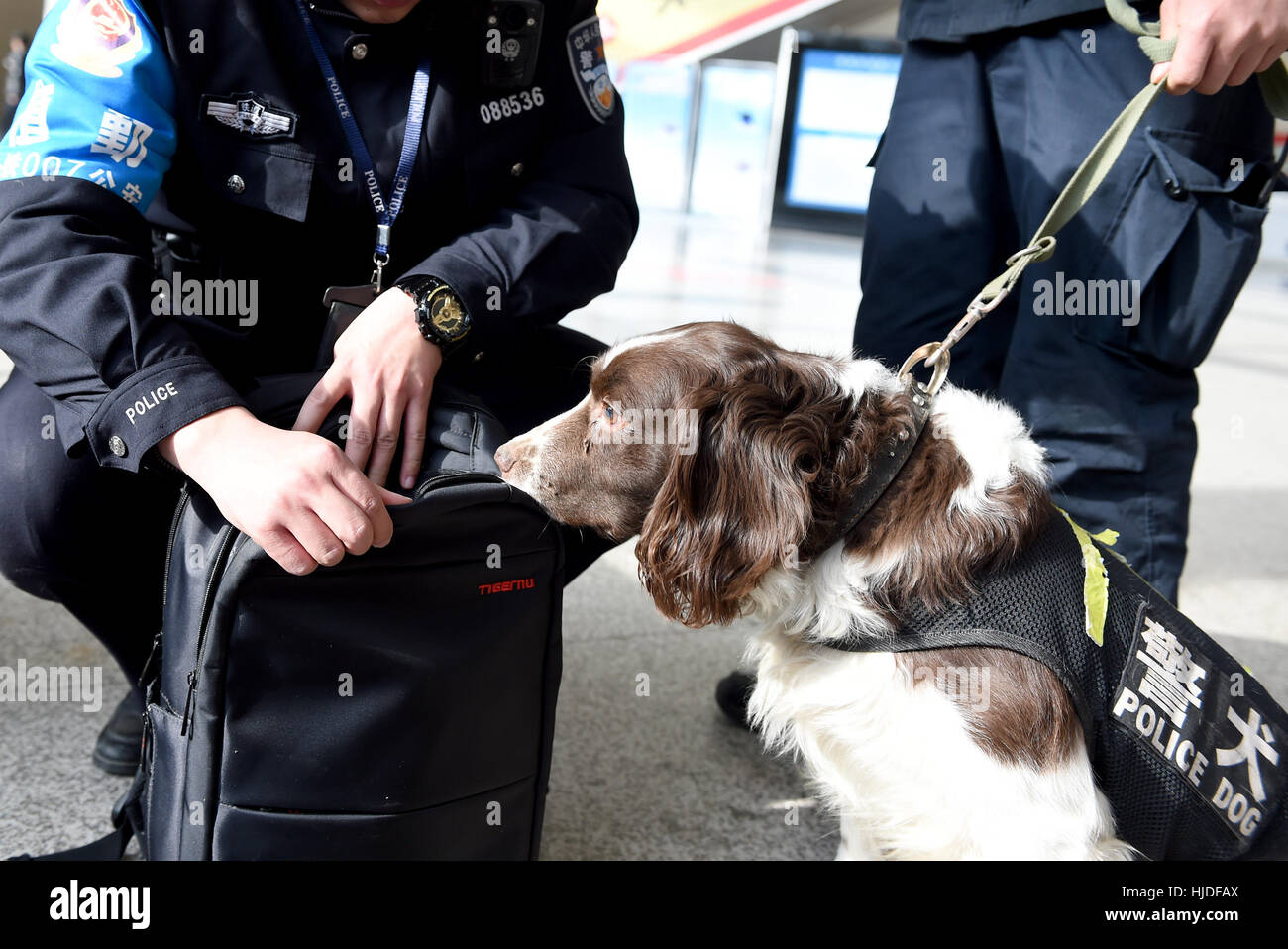 Hefei, China's Anhui Province. 24th Jan, 2017. Police dog Tiehu checks a passenger's backpack at the Hefei Railway Station in Hefei, capital of east China's Anhui Province, Jan. 24, 2017. Many police dogs are on duty during China's Spring Festival travel rush between Jan. 13 and Feb. 21. This is the 7th time for Tiehu, an 8-year-old sniffer dog, to serve the travel rush around the Spring Festival, which falls on Jan. 28 this year. Credit: Guo Chen/Xinhua/Alamy Live News Stock Photo