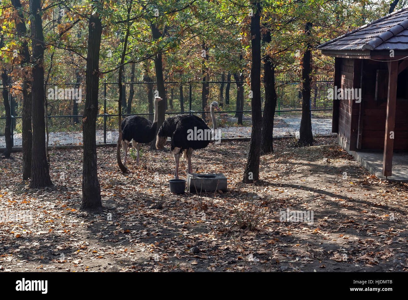 Ostrich at cage  in ZOO Bor, Serbia, photo taken 24.10.2013. Stock Photo