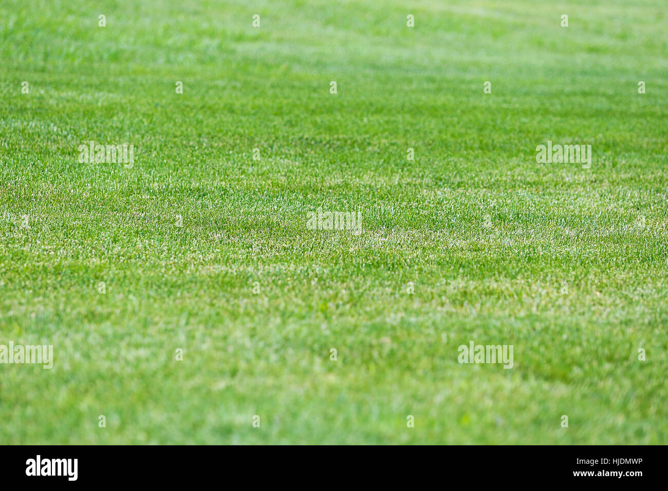 Fresh spring green grass texture or background Stock Photo - Alamy
