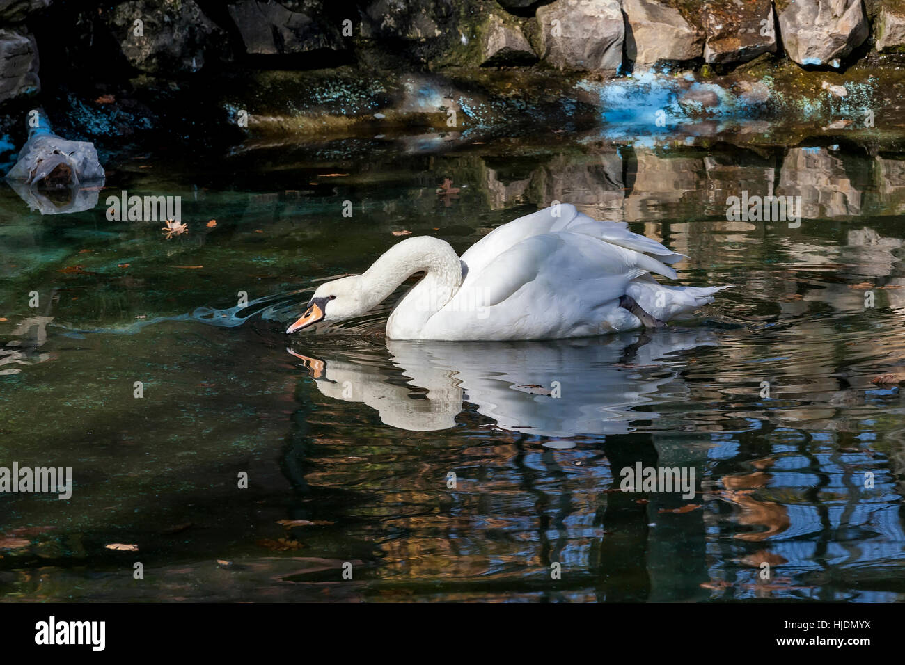 White swan in the green water in ZOO Bor Serbia, photo taken 24.10.2013. Stock Photo