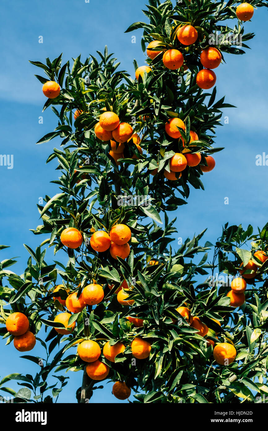 luxuriant branch of orange tree plentiful of fruits Stock Photo