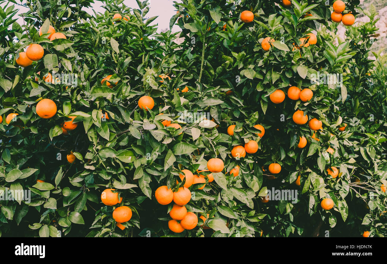 luxuriant branch of orange tree plentiful of fruits Stock Photo