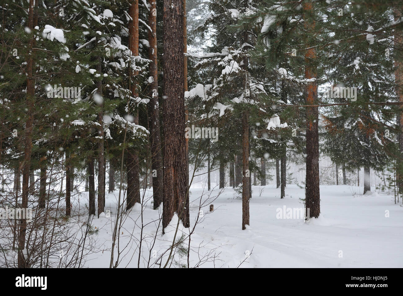 Pine forest by the snowfall Stock Photo - Alamy