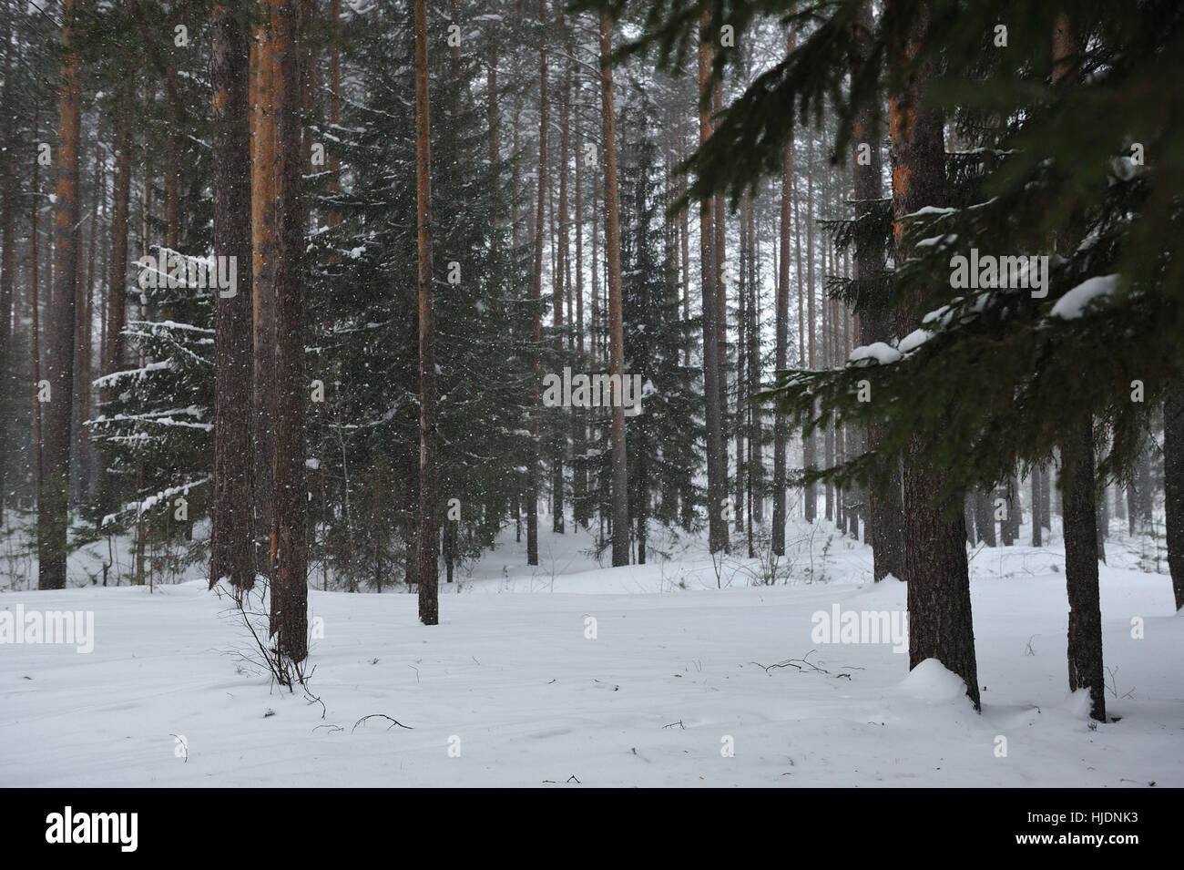 Pine forest by the snowfall Stock Photo - Alamy