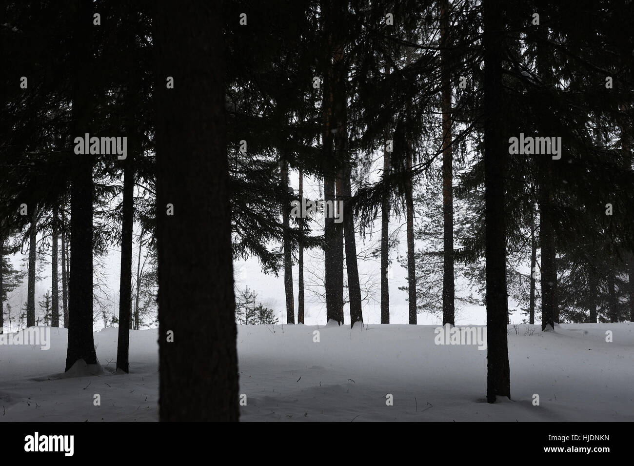 Snowy pine tree forest during hi-res stock photography and images - Alamy