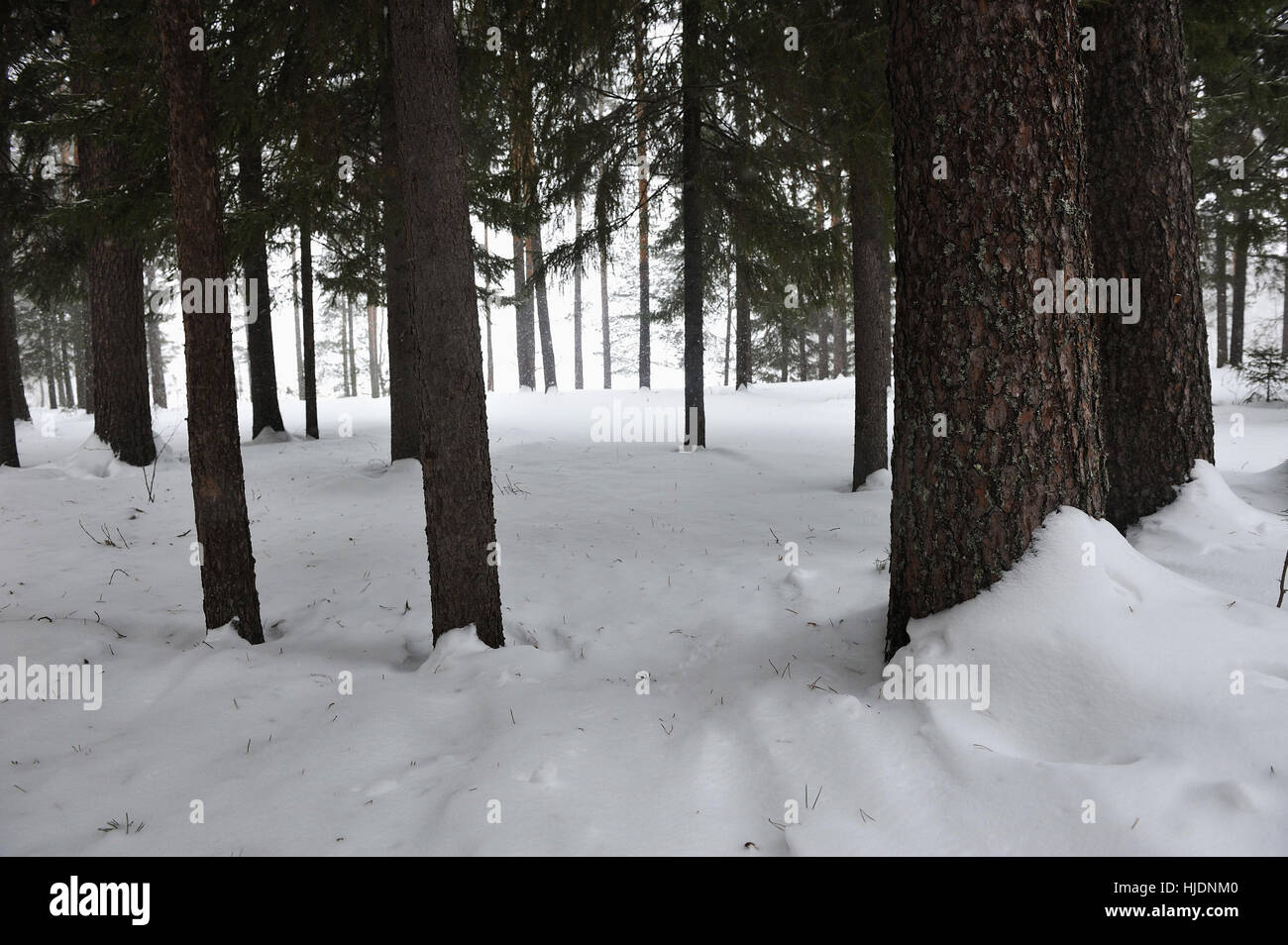 Pine forest by the snowfall Stock Photo - Alamy