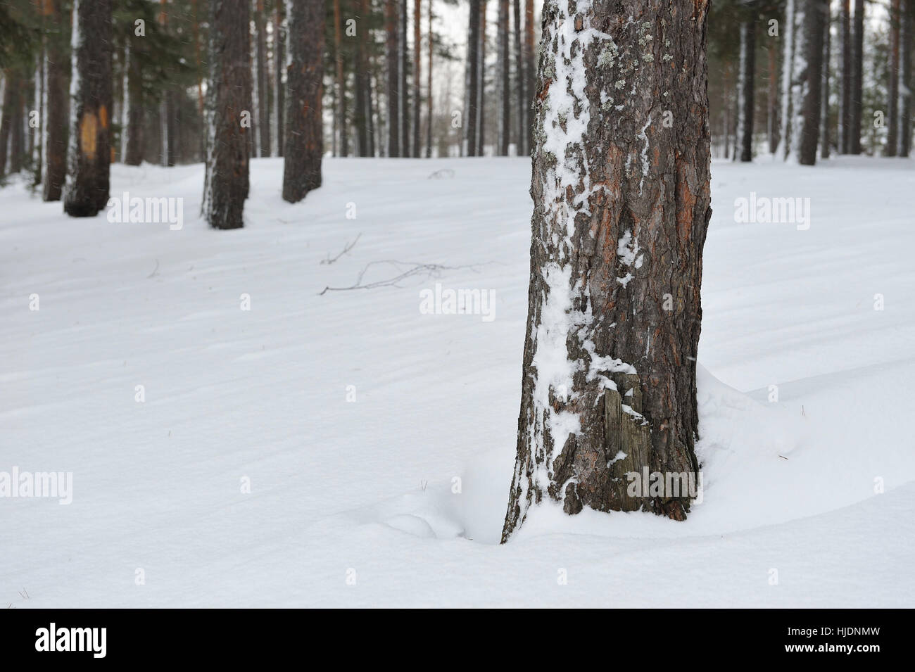 Pine forest by the snowfall Stock Photo - Alamy