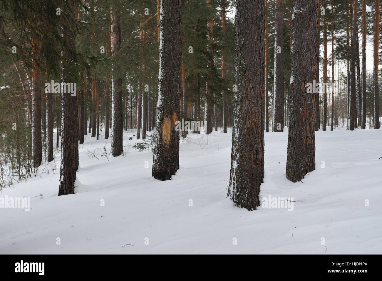 Pine forest by the snowfall Stock Photo - Alamy