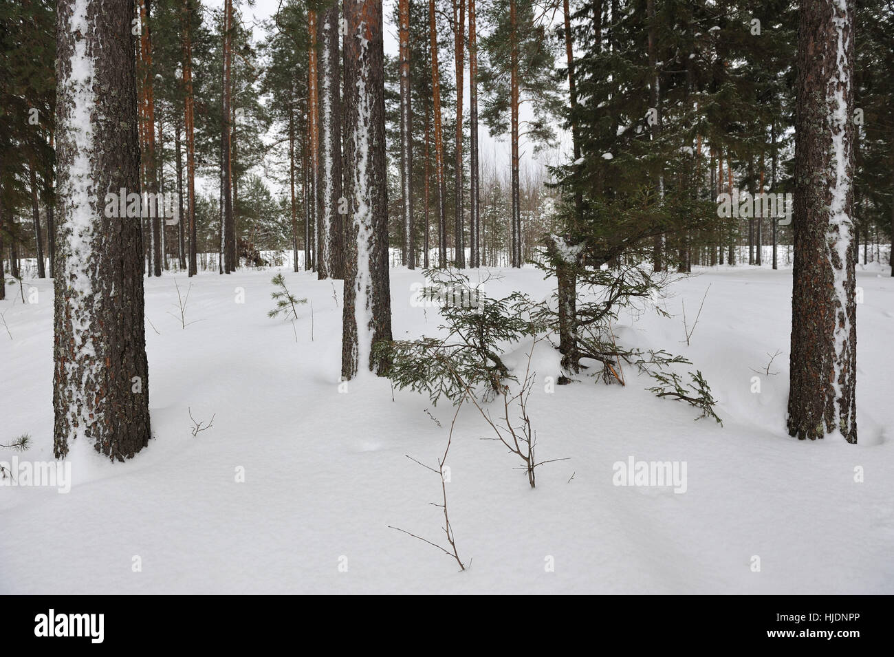 Pine forest by the snowfall Stock Photo - Alamy