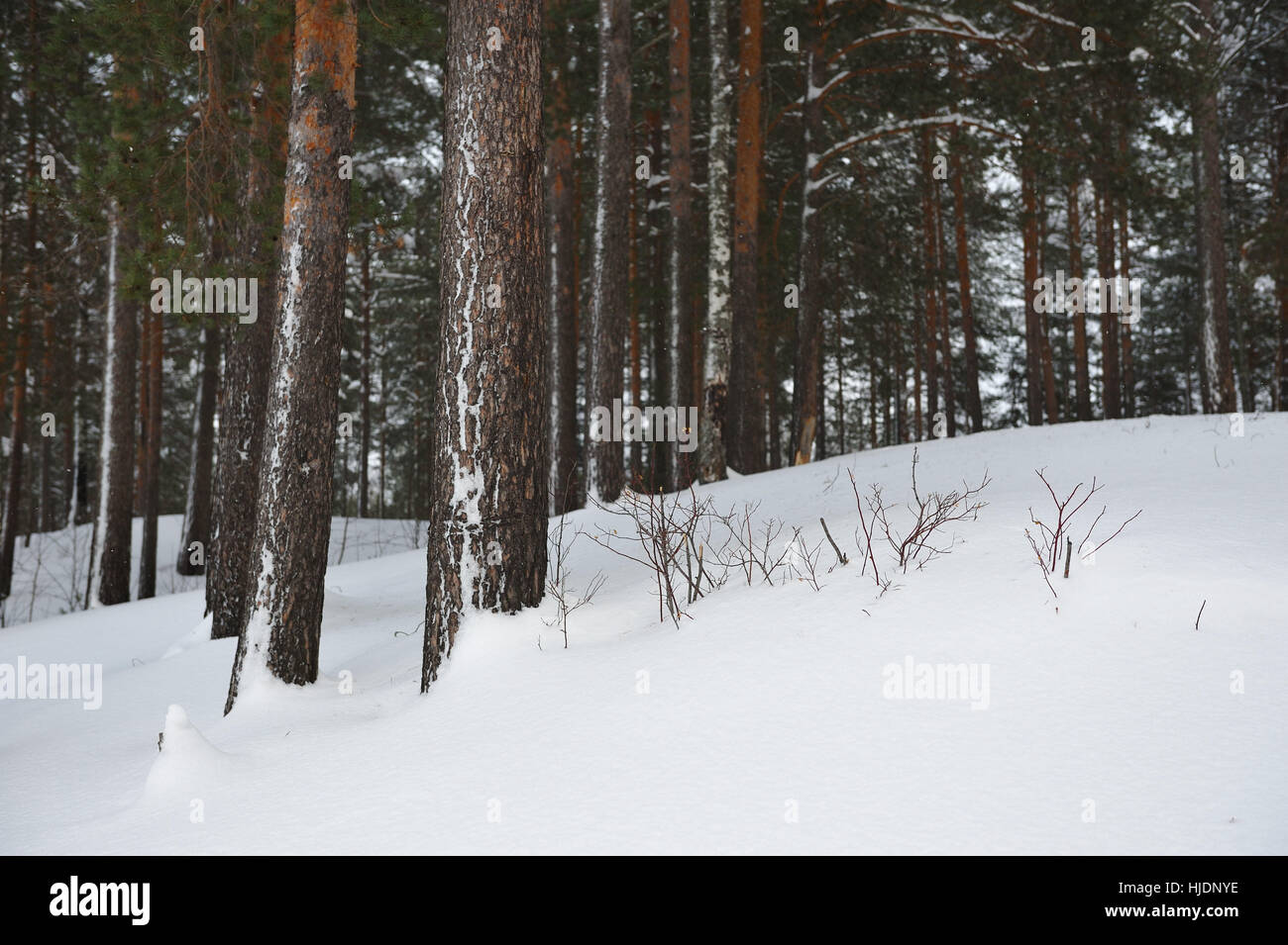 Pine forest by the snowfall Stock Photo - Alamy