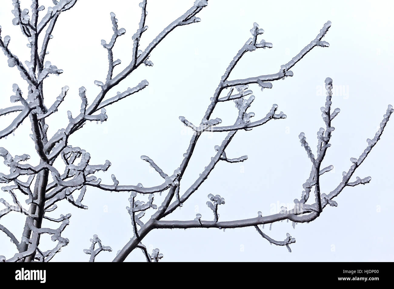 Leaves and branches of trees in winter covered with ice Stock Photo - Alamy