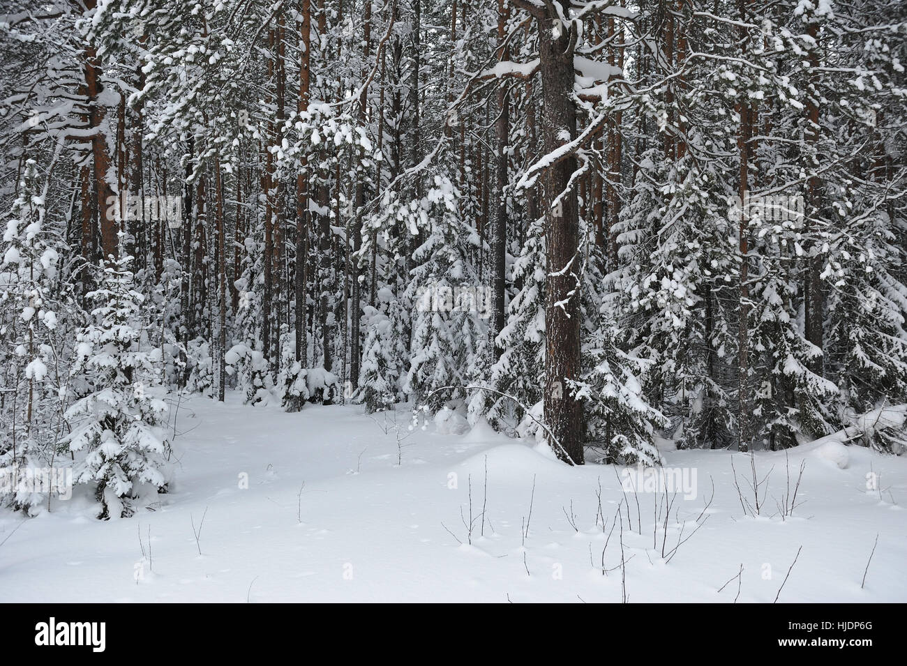 wintery snow covered forest view Stock Photo - Alamy