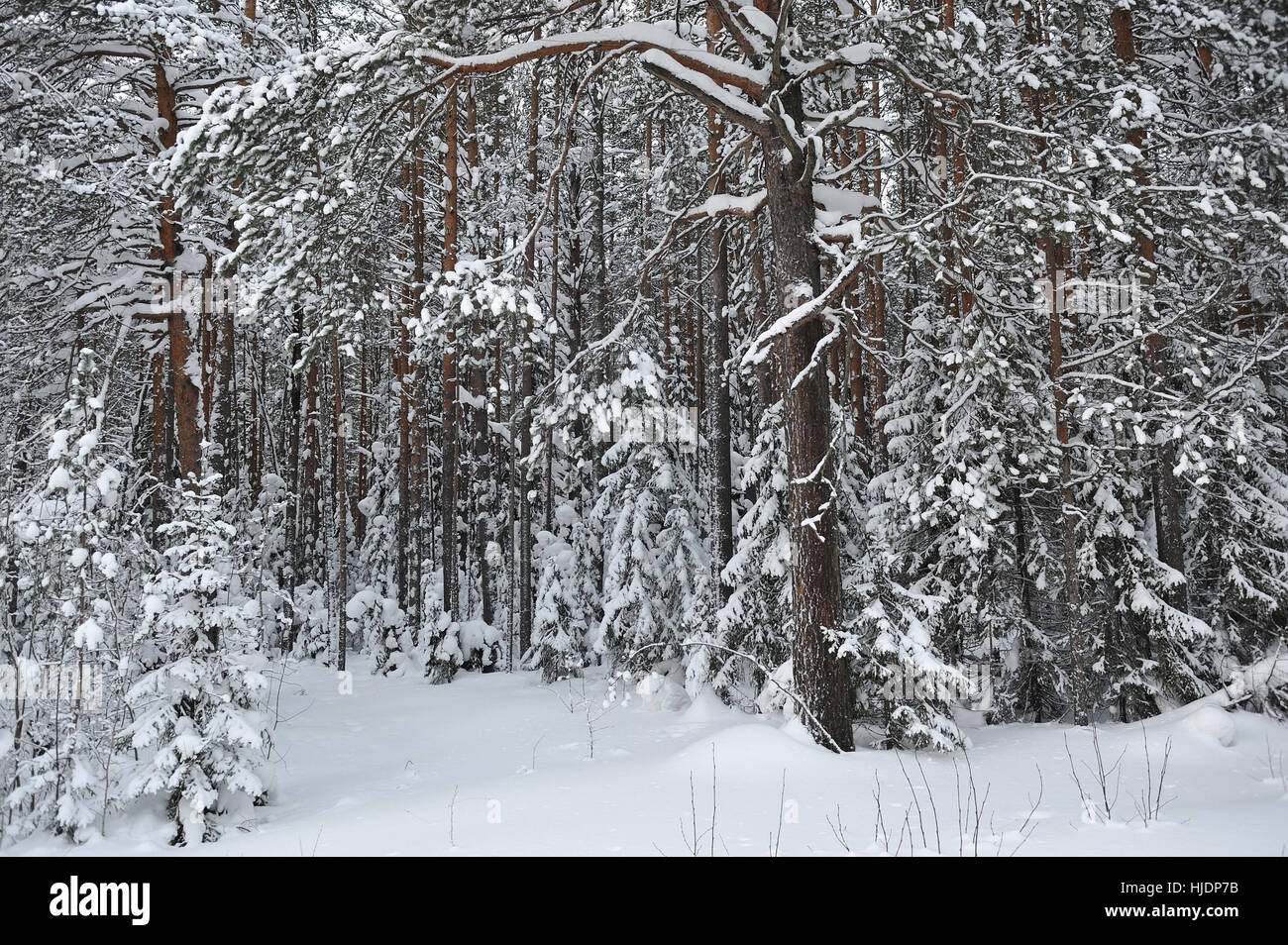 wintery snow covered forest view Stock Photo - Alamy