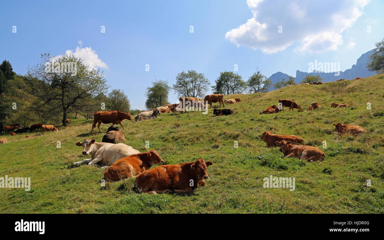 cows grazing on the plateau near the Italian Alps in summer Stock Photo