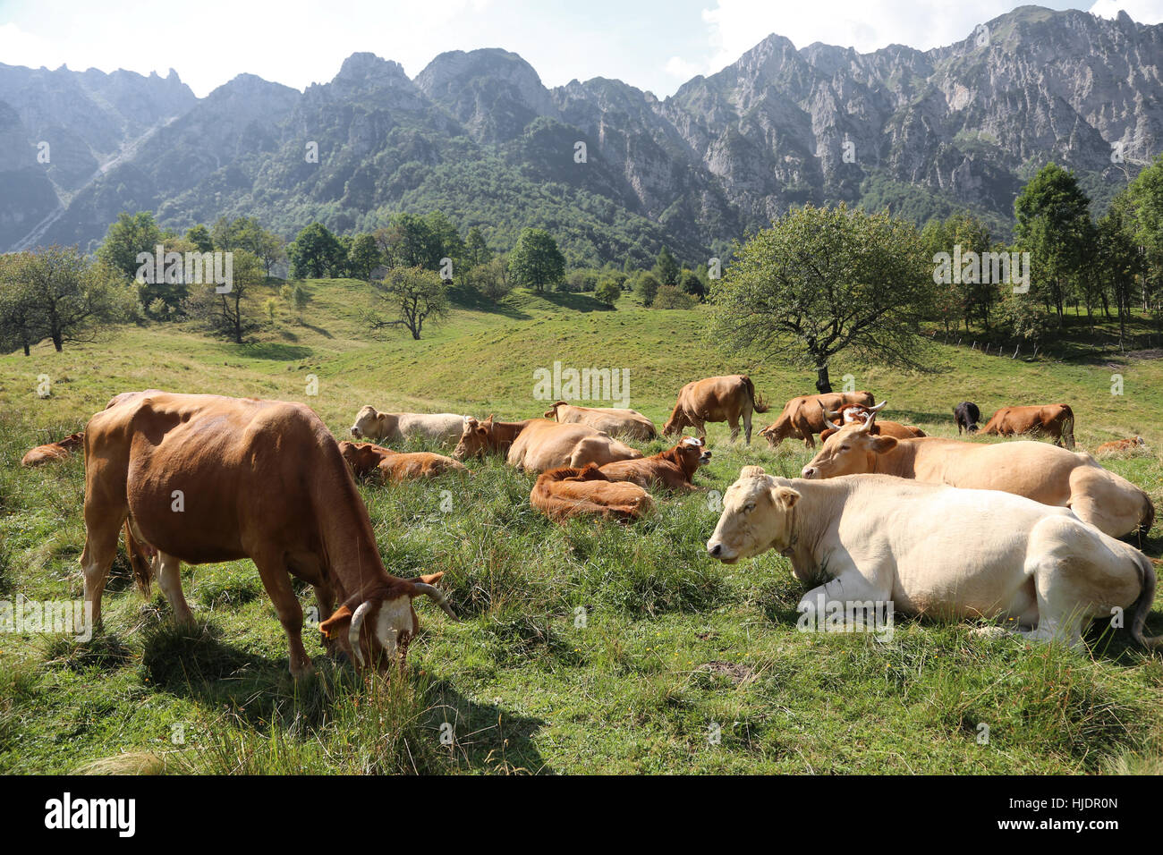 many cows grazing on the plateau near the Italian Alps in summer Stock Photo