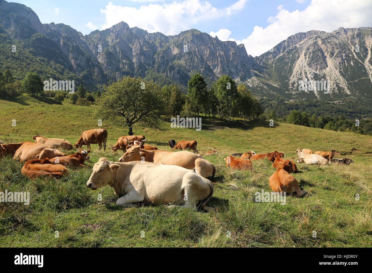 many cows grazing near the Italian Alps in summer Stock Photo