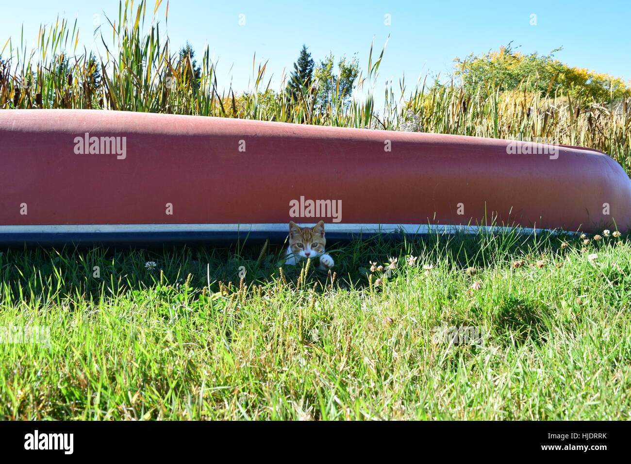Cat stalking in the tall grass, coming out from a canoe Stock Photo - Alamy