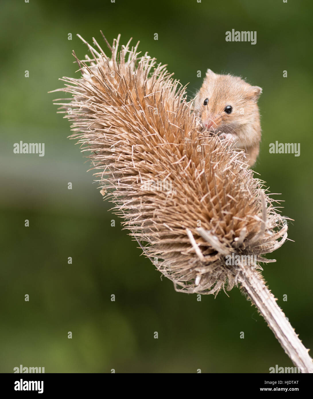Harvest Mouse on Teasel Stock Photo
