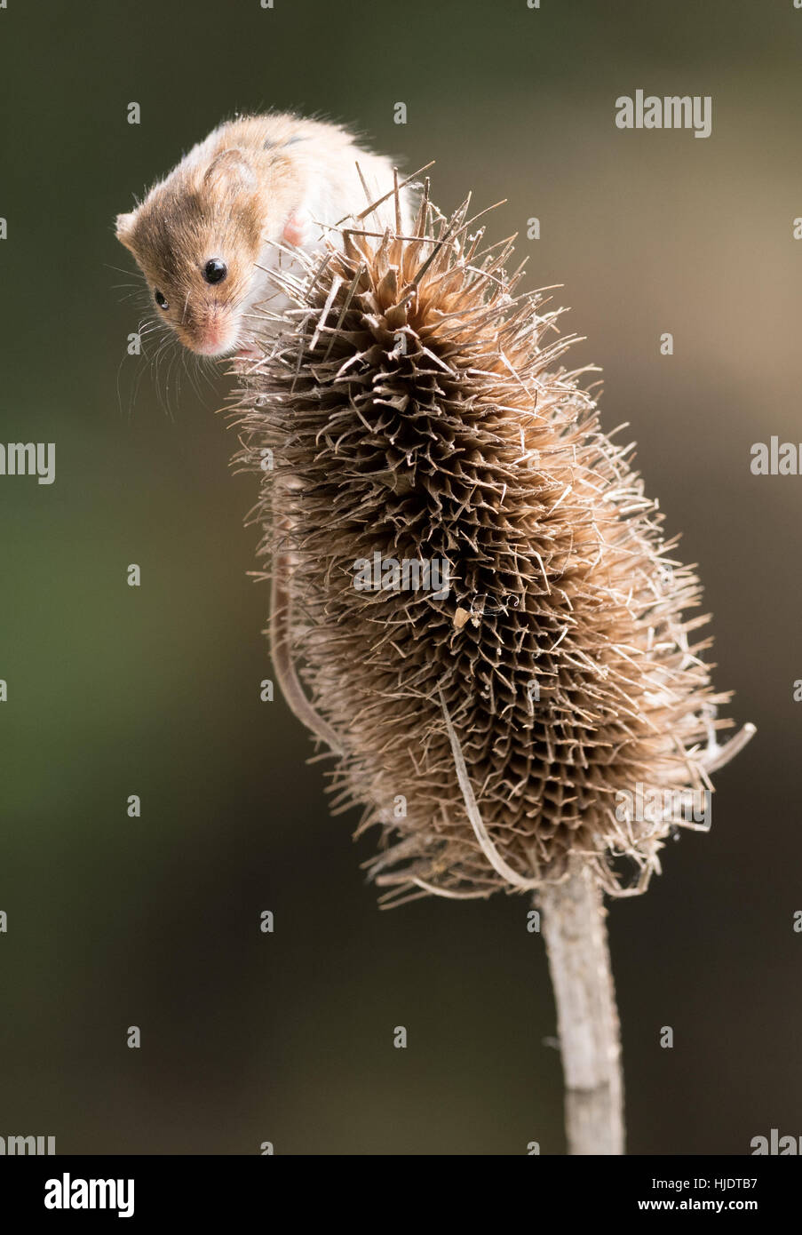Harvest Mouse on Teasel Stock Photo