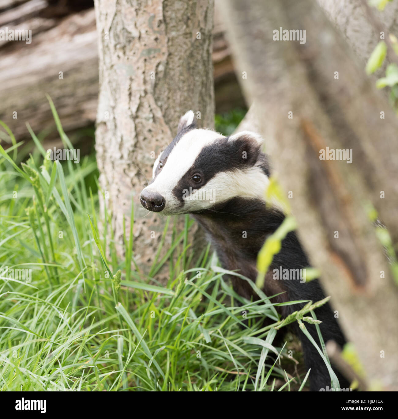 British Badger Stock Photo