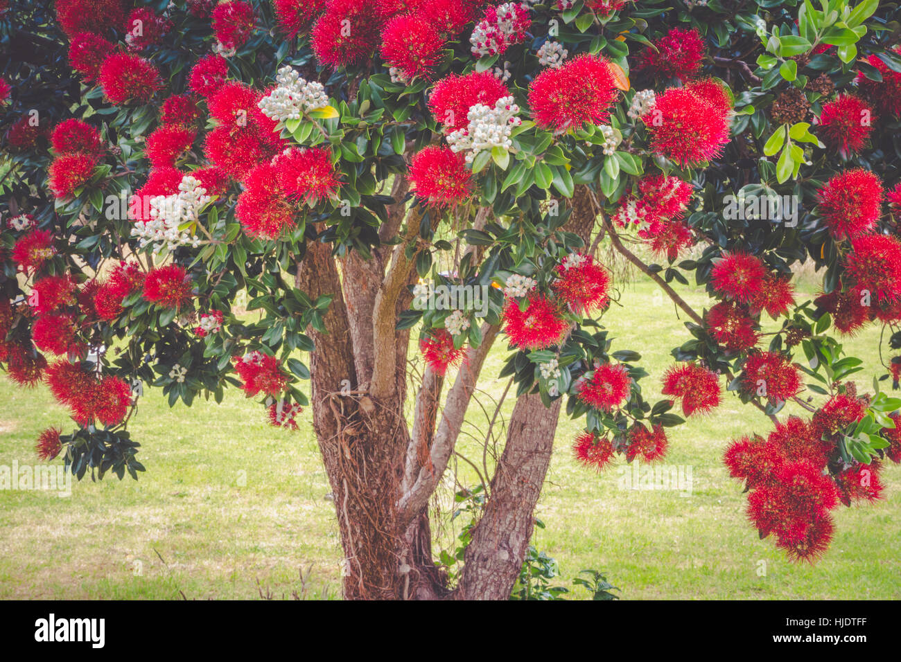 Pohutukawa tree blooming in summer season in New Zealand. Pohutukawa red flowers closeup photo. Stock Photo