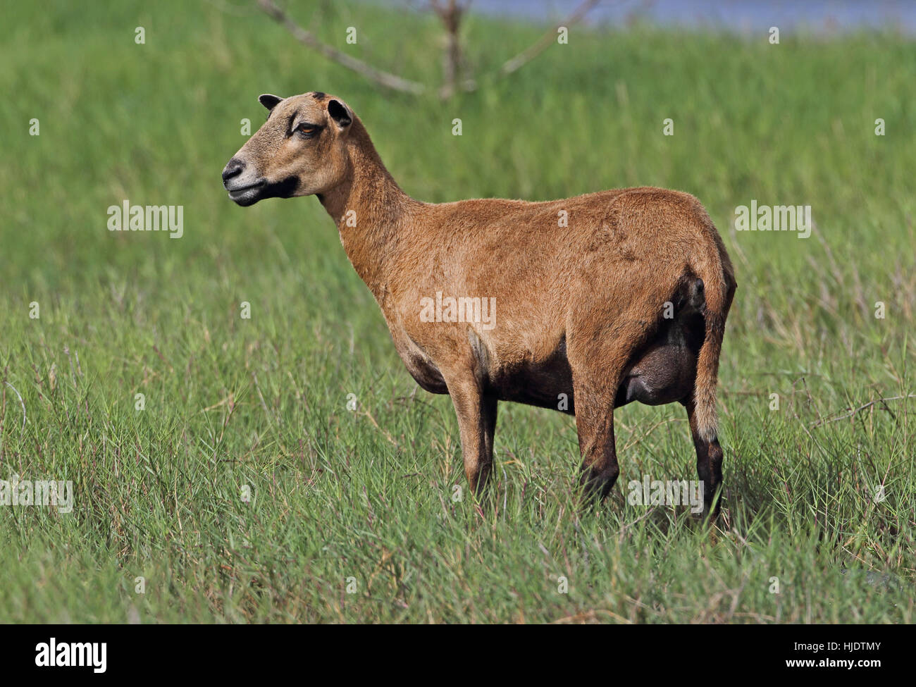 Barbados Blackbelly Sheep, adult female in wet pasture  St Lucia, Lesser Antilles             December Stock Photo