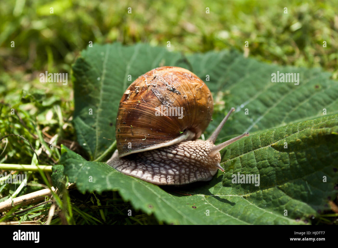 Big Roman Snail on the green leaf, hermaphrodite is showing his,two