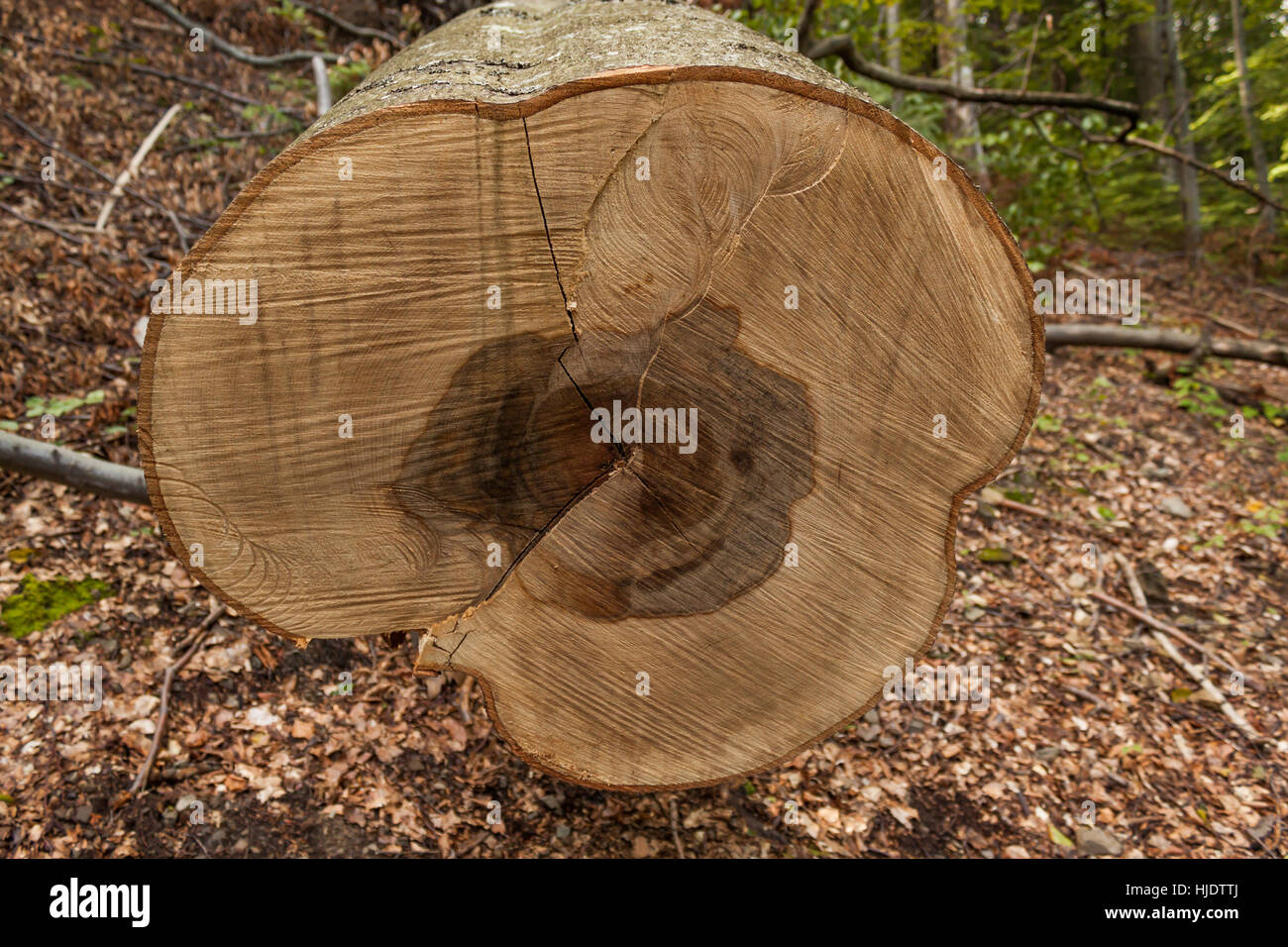 Cut piece of oak tree with age circles in Slovak national park, Poloniny Slovakia Stock Photo