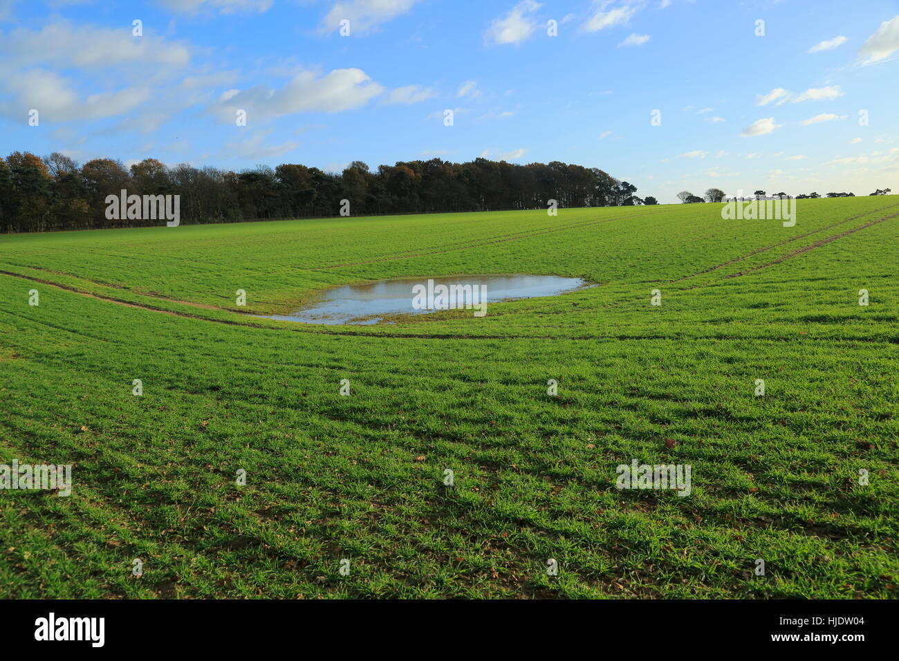 Temporary water pool in field depression showing level of water table, Ramsholt, Suffolk, England, UK Stock Photo