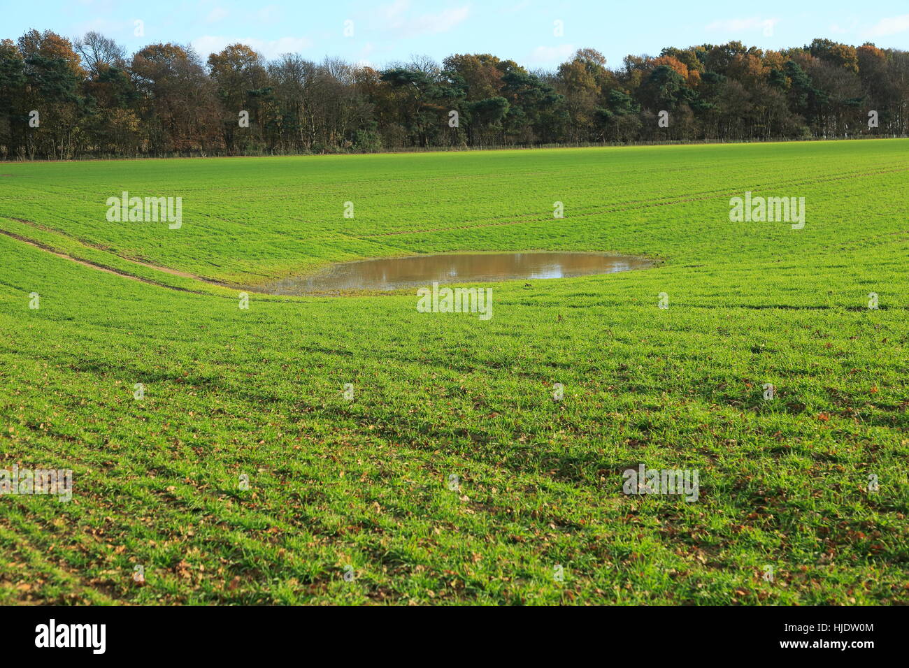 Temporary water pool in field depression showing level of water table, Ramsholt, Suffolk, England, UK Stock Photo
