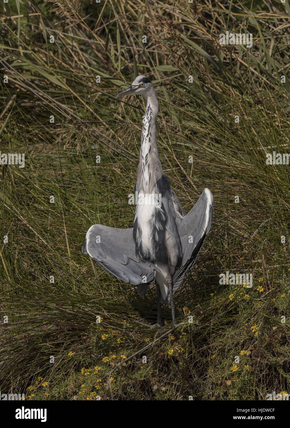 Grey Heron, Ardea cinerea resting by lake, doing strange things with its wings. Stock Photo